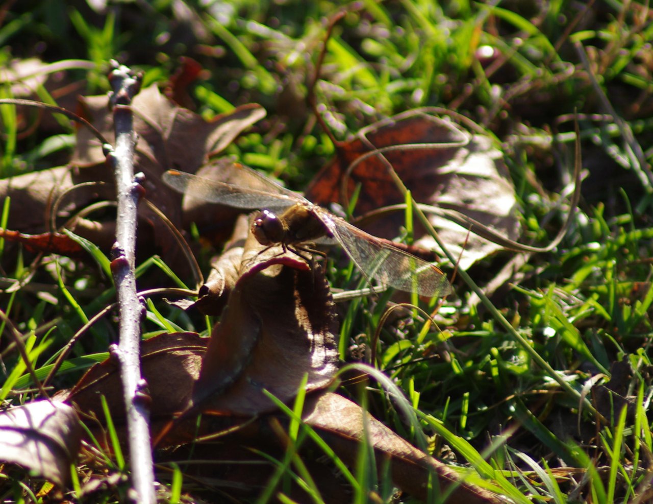 ../image/imgp1538.jpg
