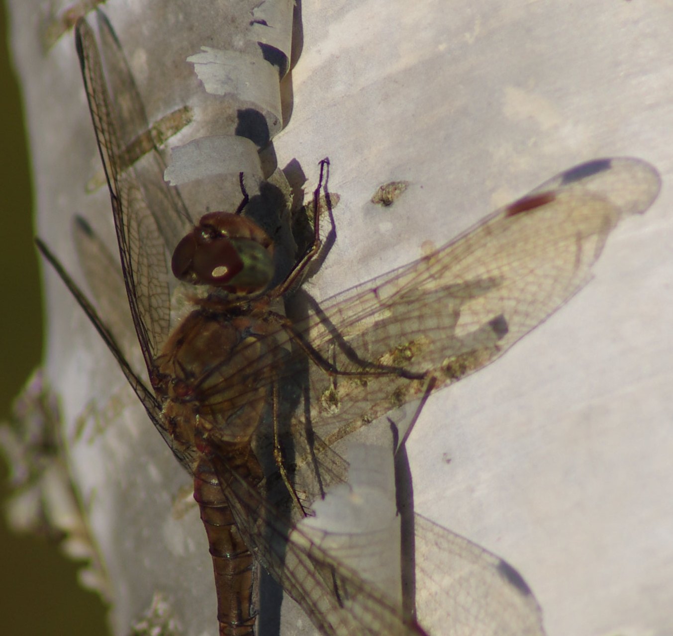 ../image/imgp1550crop.jpg